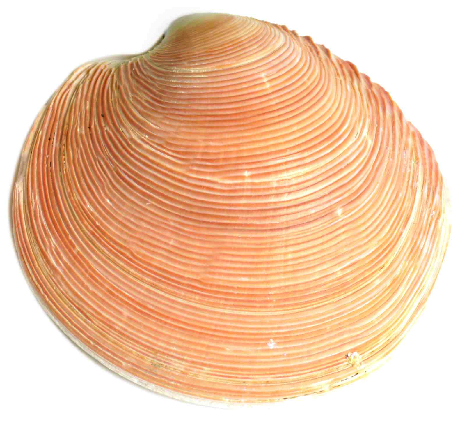 Venus clam - southern